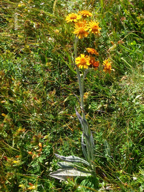 Tephroseris integrifolia subsp.capitata / Senecione capitato