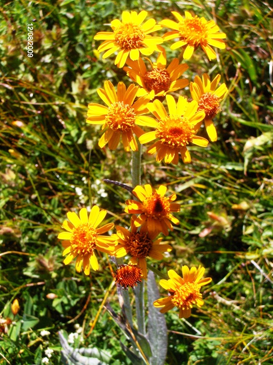 Tephroseris integrifolia subsp.capitata / Senecione capitato