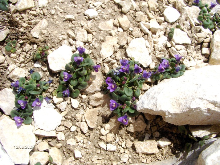 Cymbalaria pallida / Ciombolino abruzzese