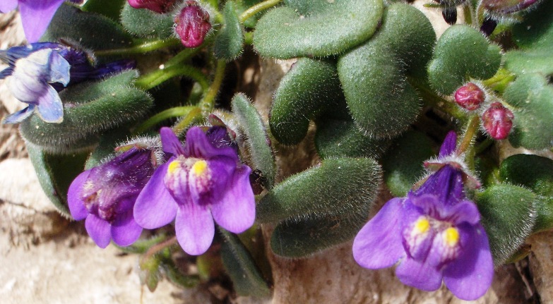 Cymbalaria pallida / Ciombolino abruzzese