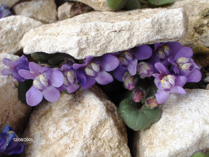 Cymbalaria pallida / Ciombolino abruzzese