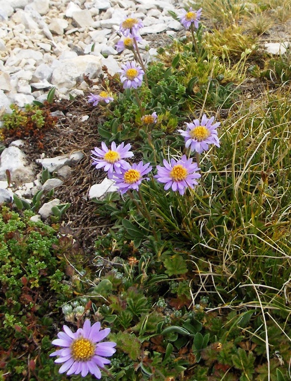 Sub endemismo di Aster alpinus