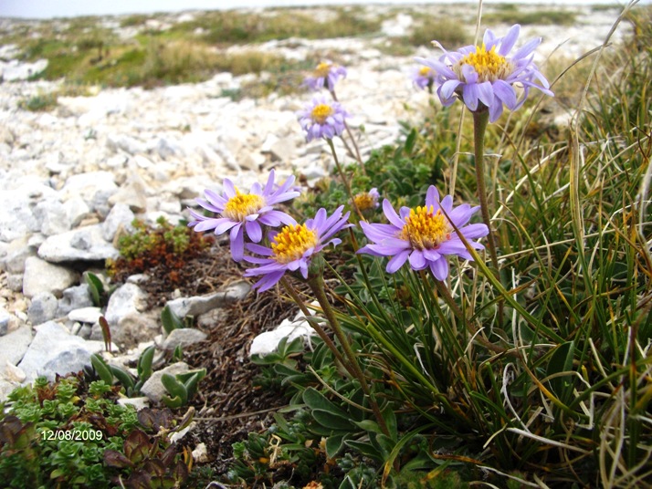 Sub endemismo di Aster alpinus