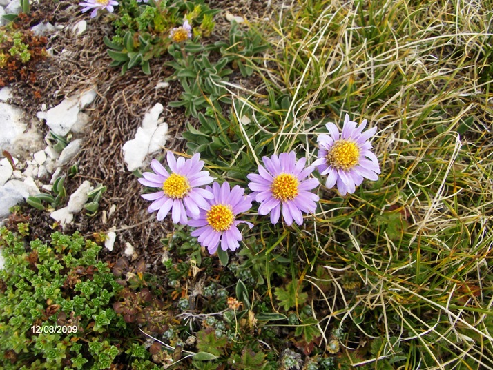 Sub endemismo di Aster alpinus