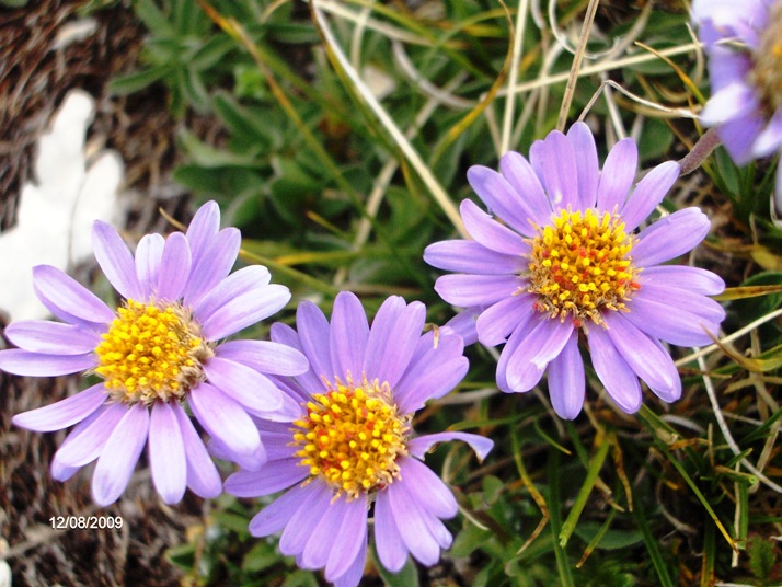 Sub endemismo di Aster alpinus