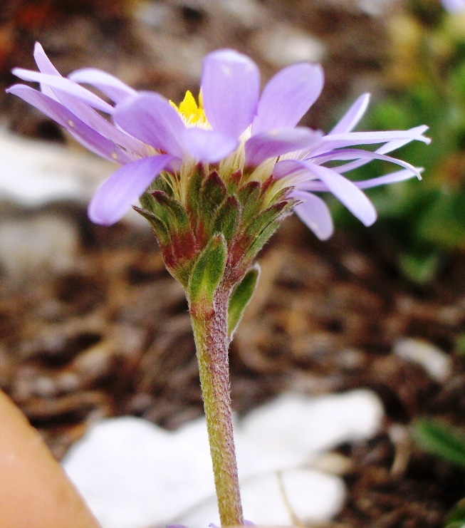 Sub endemismo di Aster alpinus