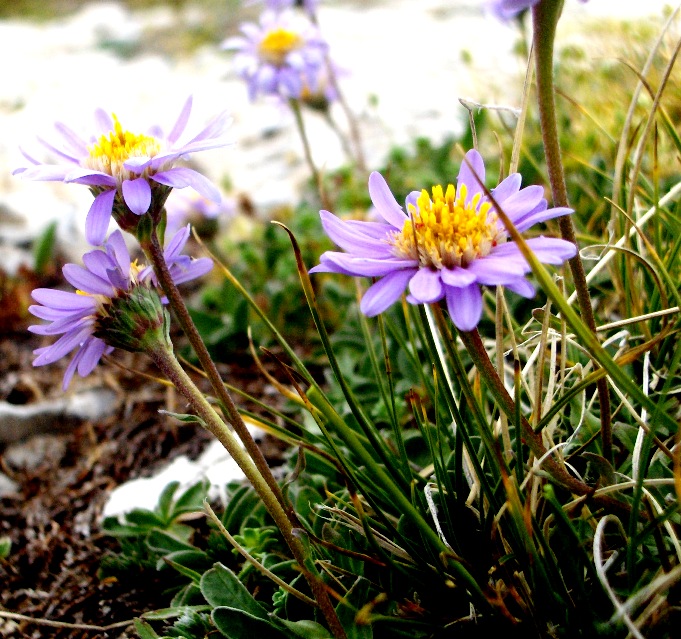 Sub endemismo di Aster alpinus