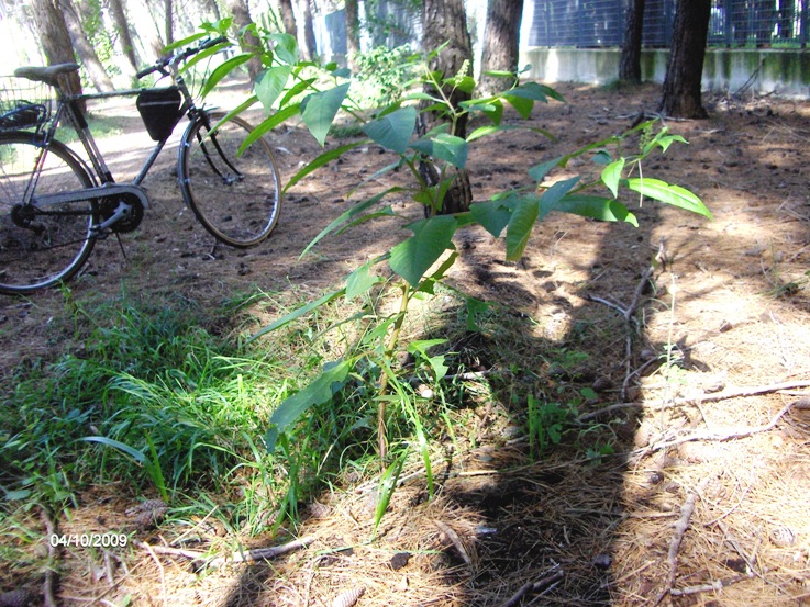 sar una pianta aliena? Phytolacca americana