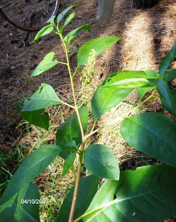 sar una pianta aliena? Phytolacca americana