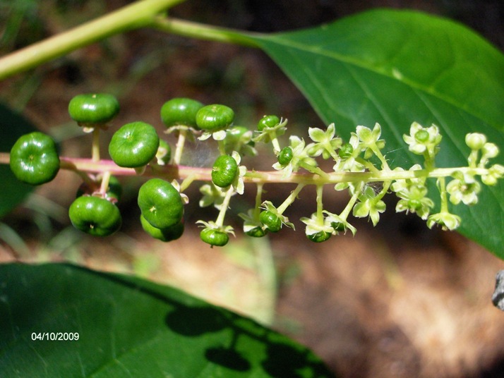 sar una pianta aliena? Phytolacca americana