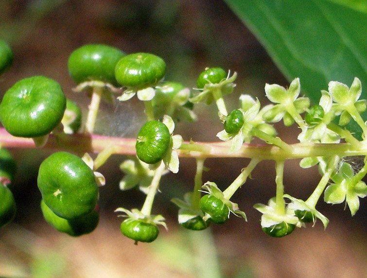 sar una pianta aliena? Phytolacca americana