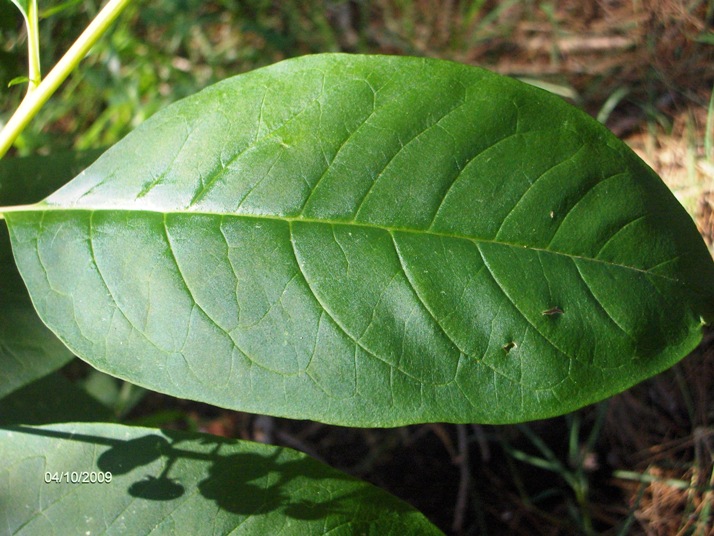 sar una pianta aliena? Phytolacca americana