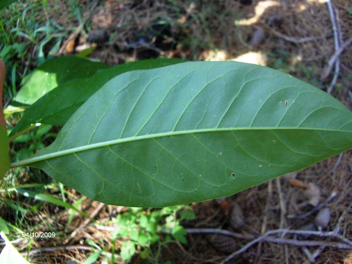 sar una pianta aliena? Phytolacca americana