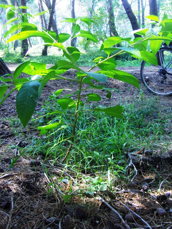 sar una pianta aliena? Phytolacca americana