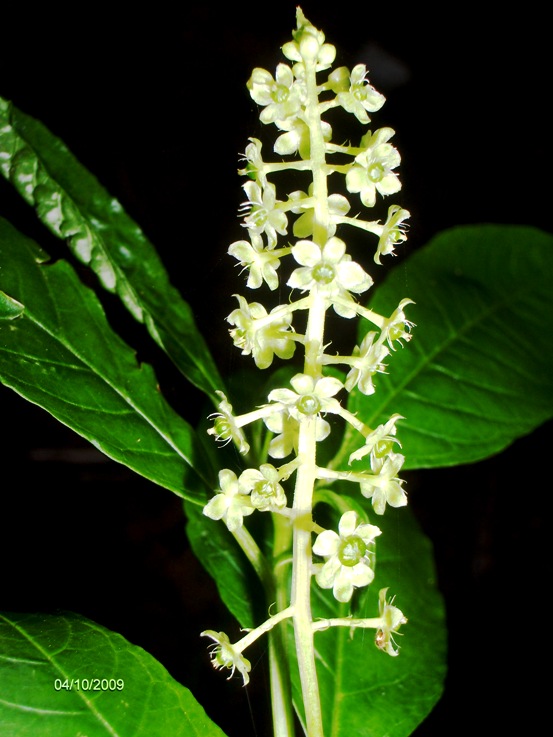 sar una pianta aliena? Phytolacca americana