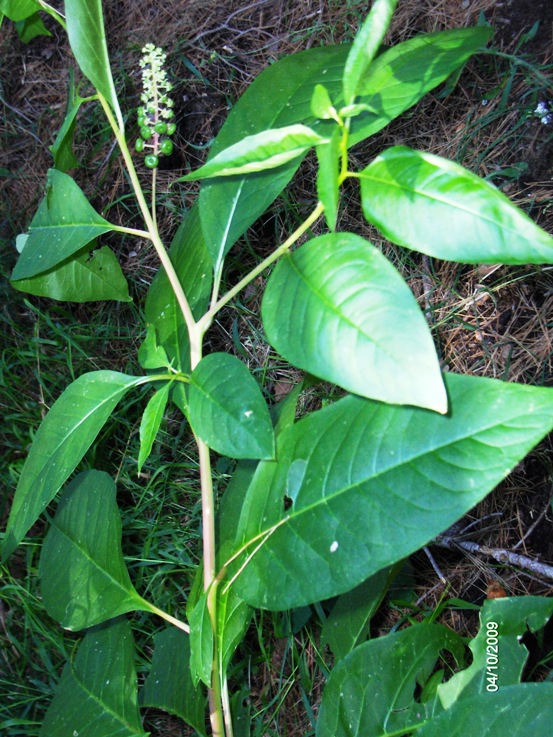 sar una pianta aliena? Phytolacca americana