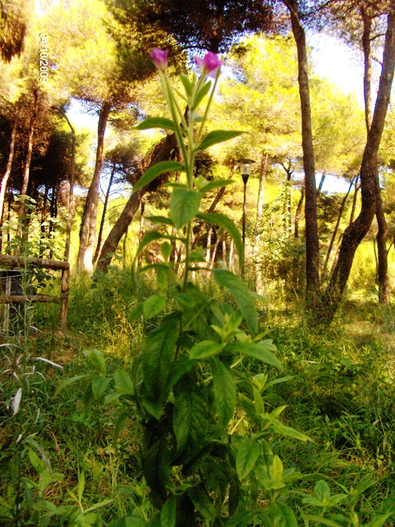 Epilobium hirsutum