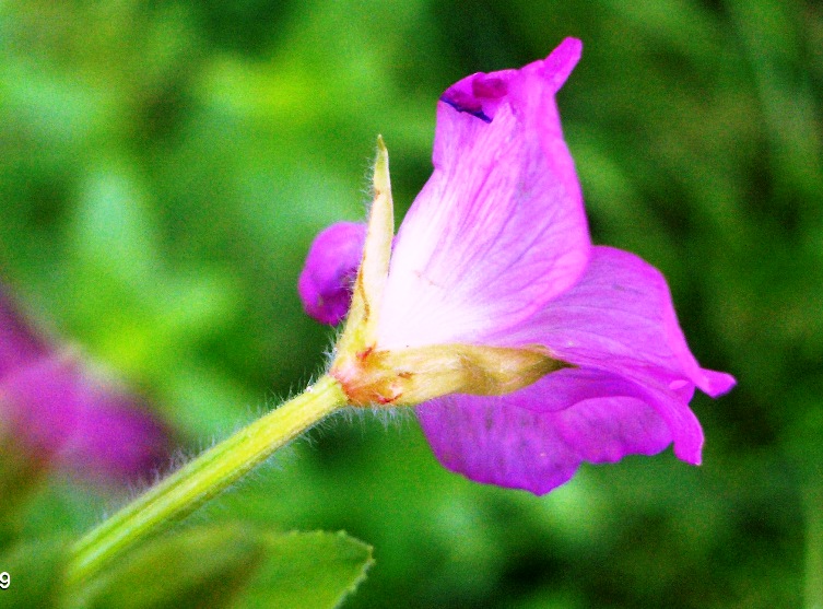 Epilobium hirsutum