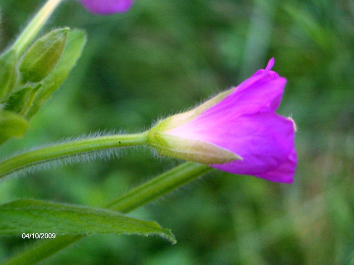 Epilobium hirsutum