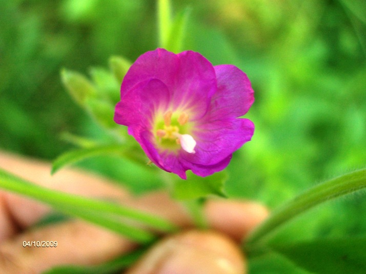 Epilobium hirsutum