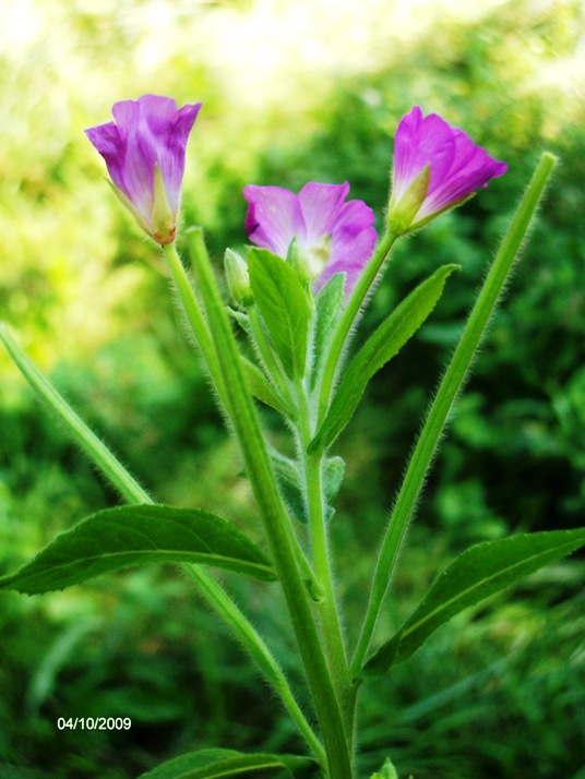 Epilobium hirsutum