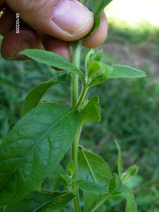 Epilobium hirsutum