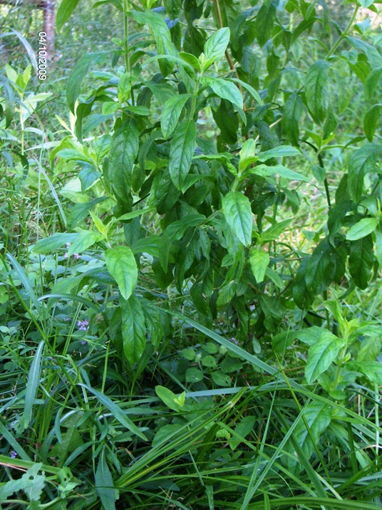 Epilobium hirsutum