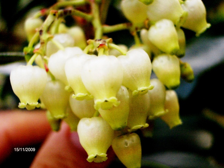 Arbutus unedo