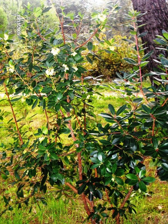 Arbutus unedo