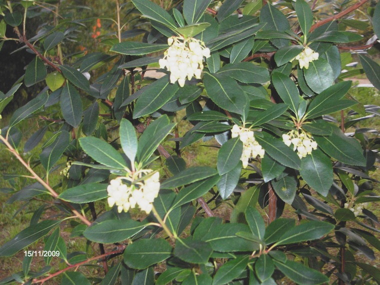 Arbutus unedo