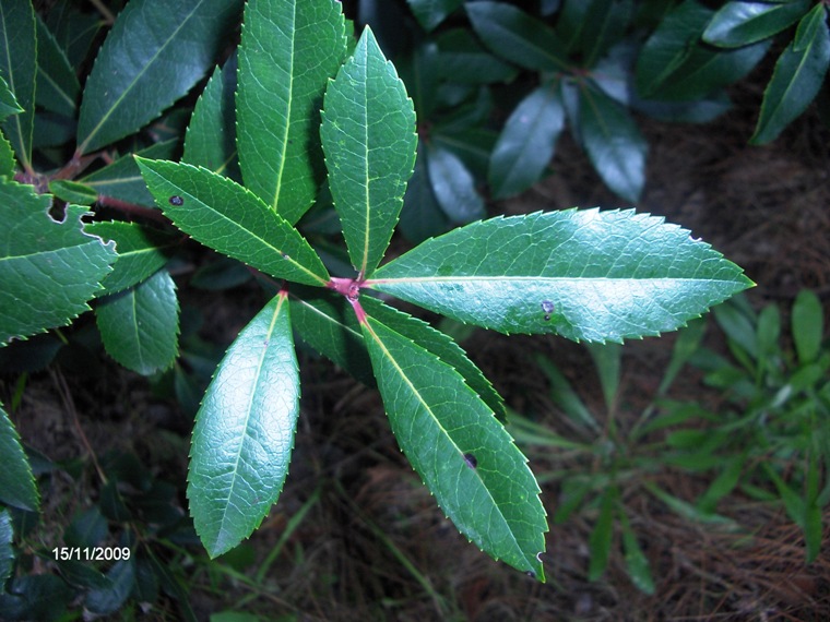 Arbutus unedo