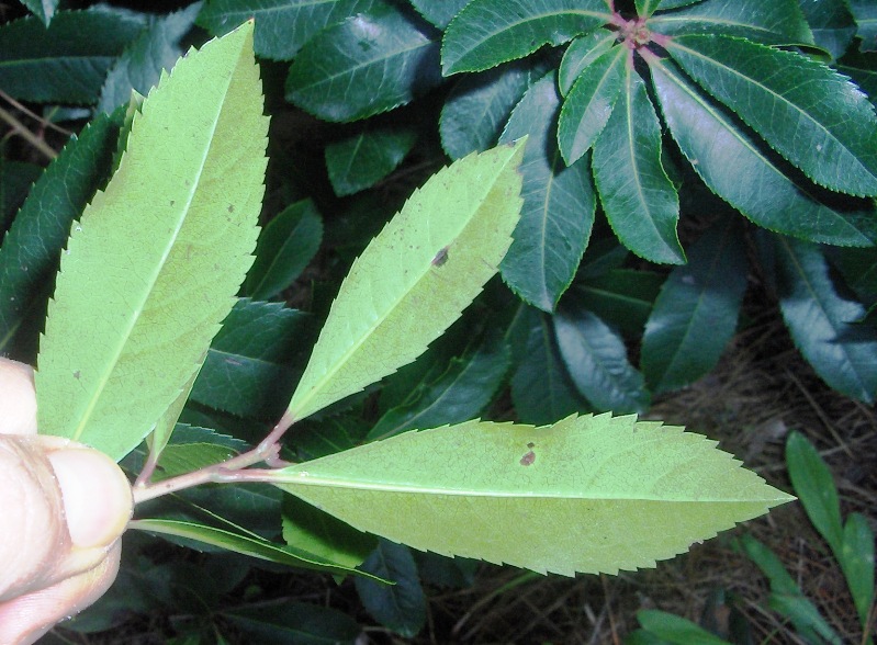 Arbutus unedo