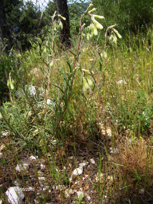 Onosma echioides / Viperina comune