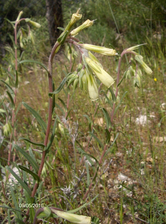 Onosma echioides / Viperina comune