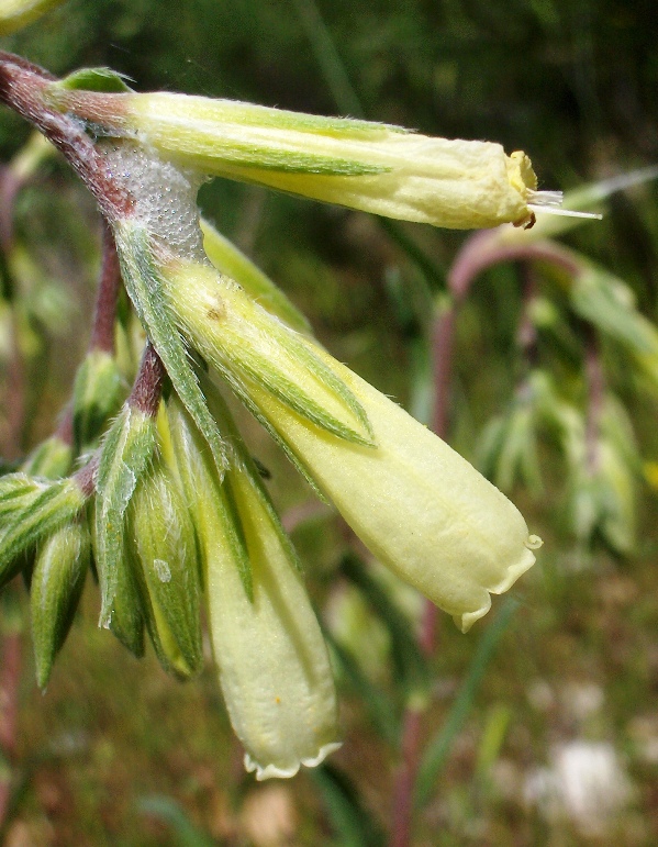 Onosma echioides / Viperina comune