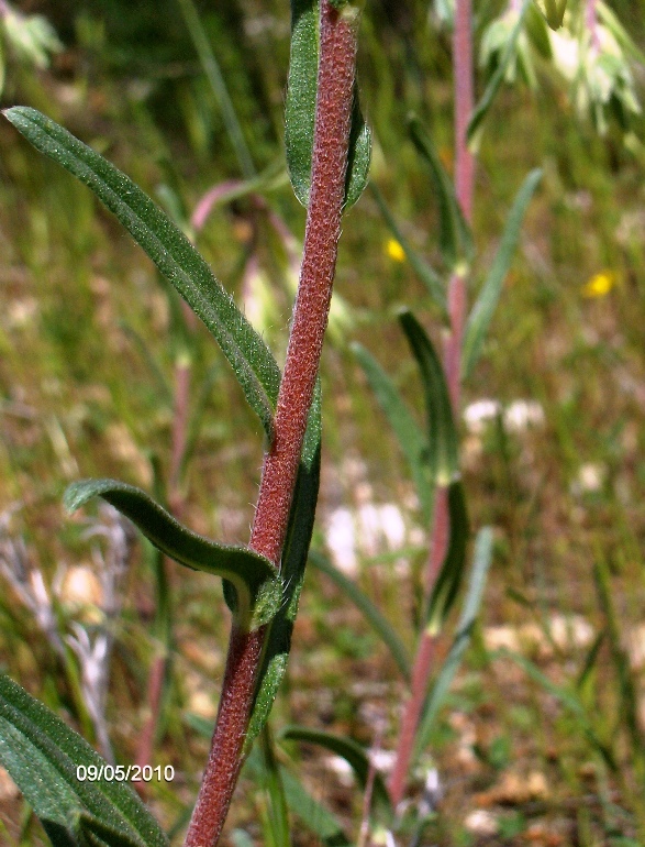 Onosma echioides / Viperina comune