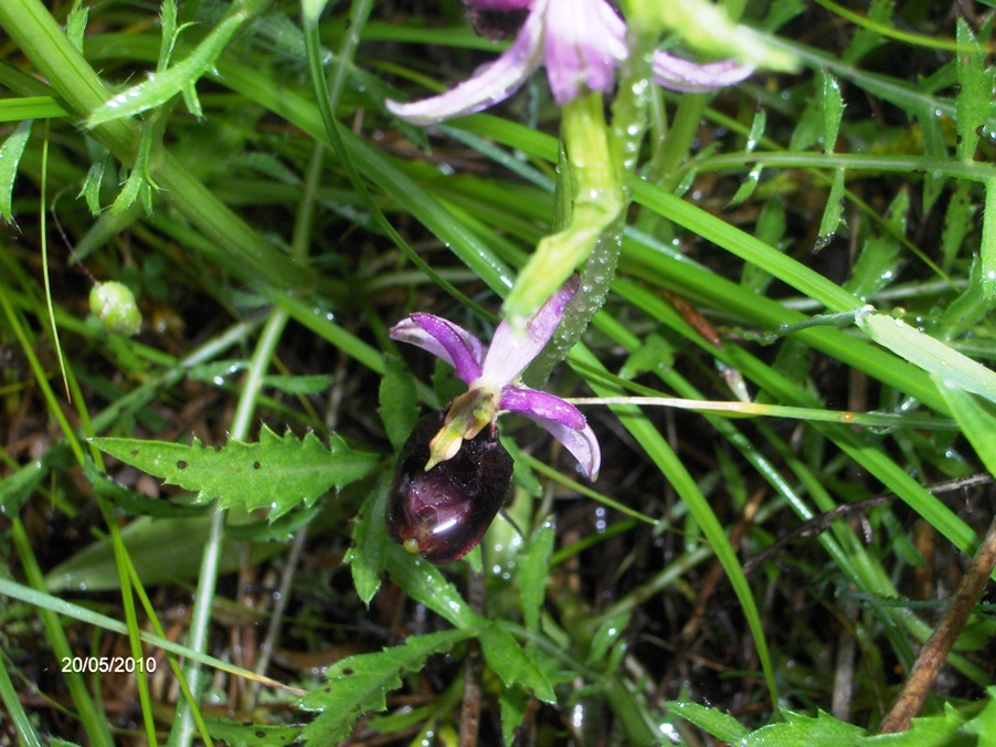 Ophris sp. (Ophrys bertolonii ssp. bertolonii)