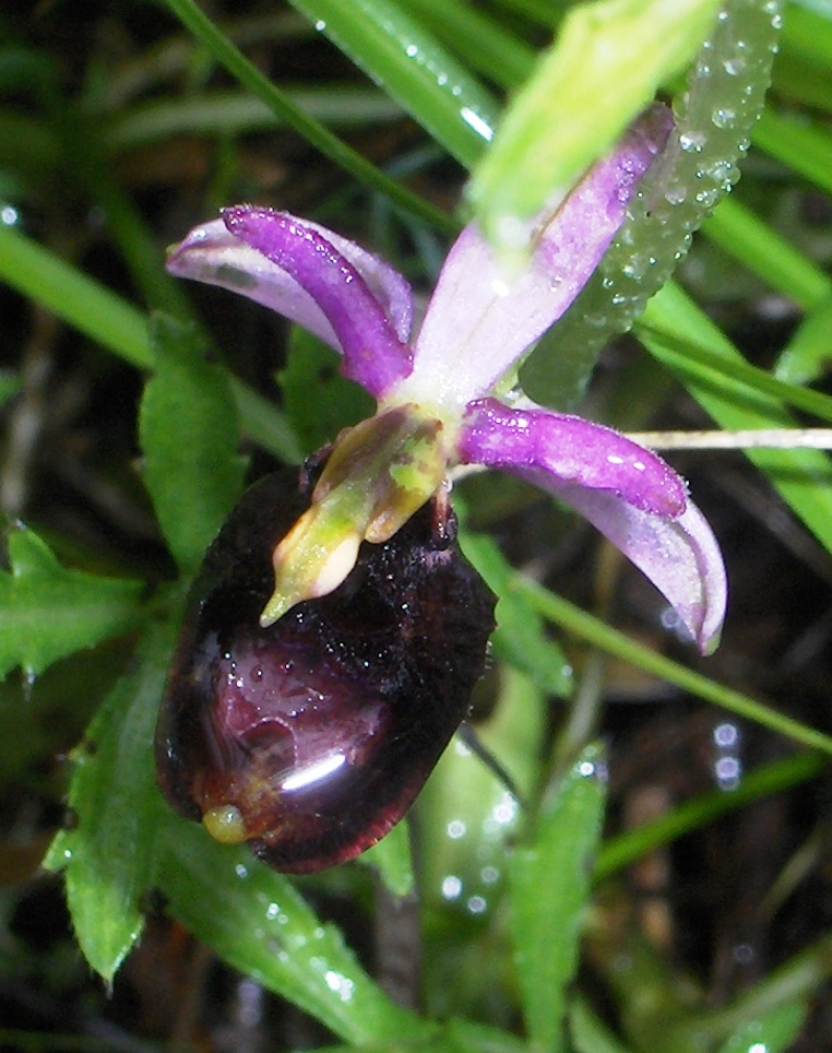 Ophris sp. (Ophrys bertolonii ssp. bertolonii)