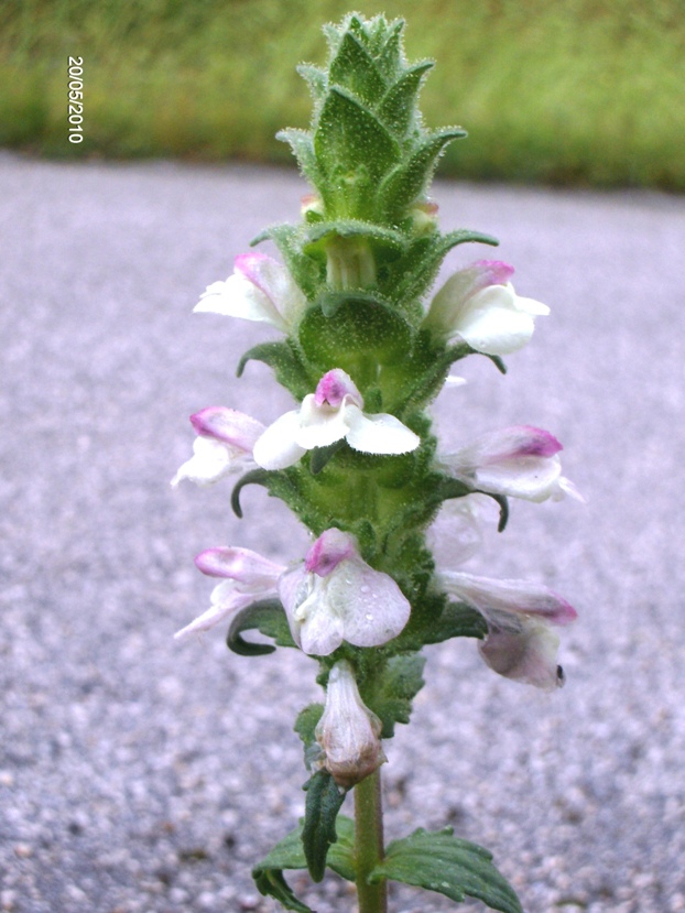 Bartsia trixago