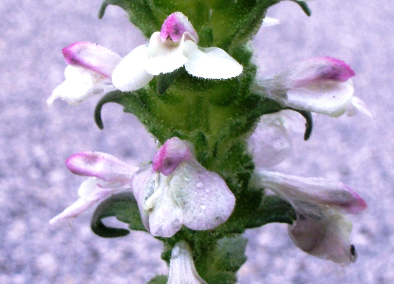 Bartsia trixago