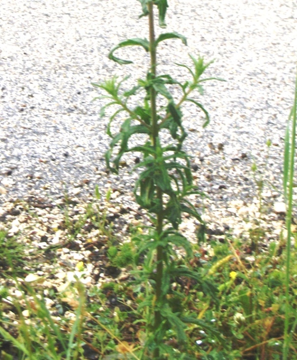 Bartsia trixago