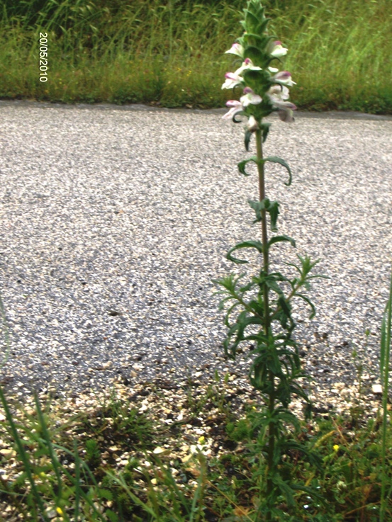 Bartsia trixago