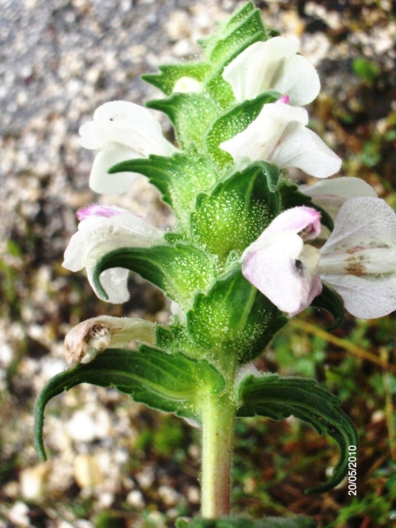 Bartsia trixago