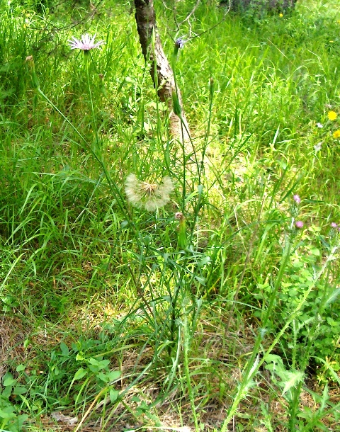 Tragopogon porrifolius