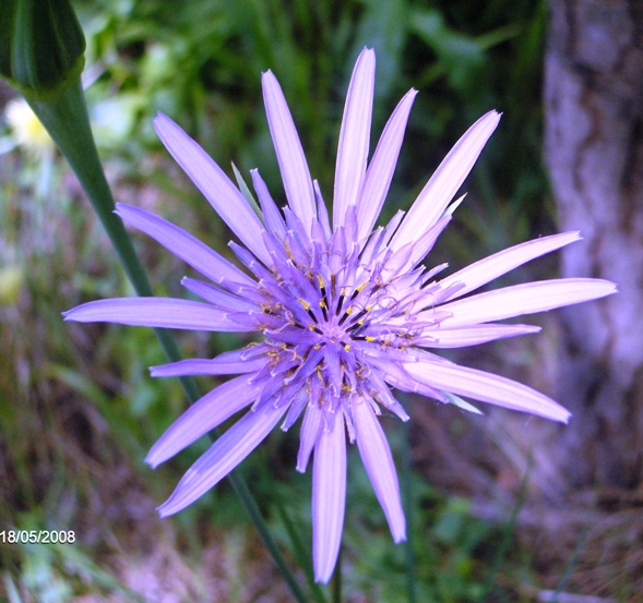 Tragopogon porrifolius