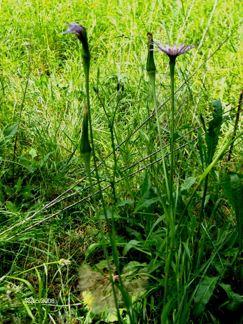 Tragopogon porrifolius