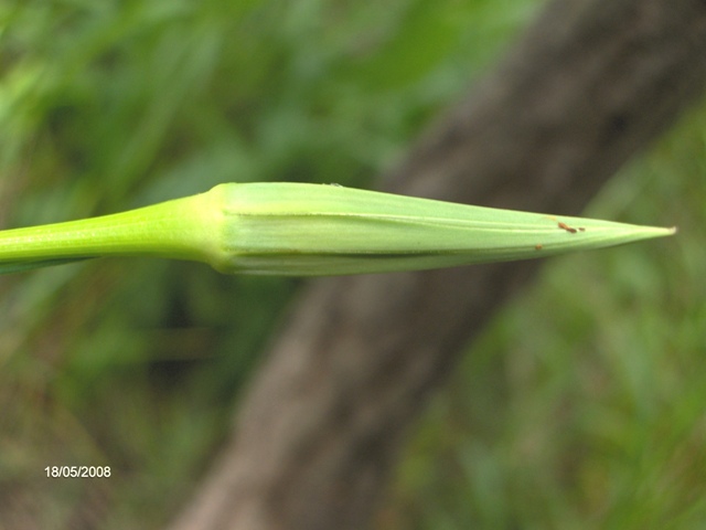 Tragopogon porrifolius