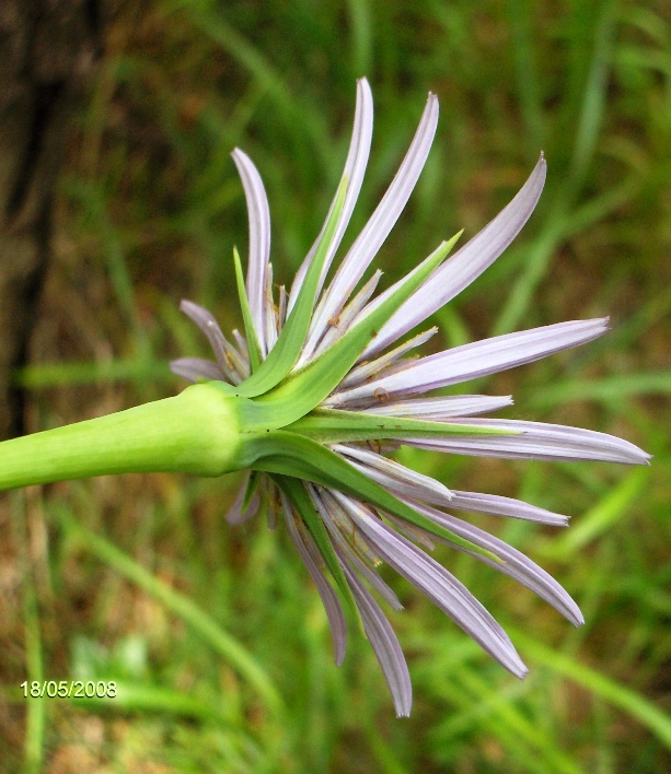 Tragopogon porrifolius