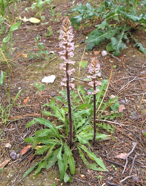 Orobanche picridis / Orobanche della picride