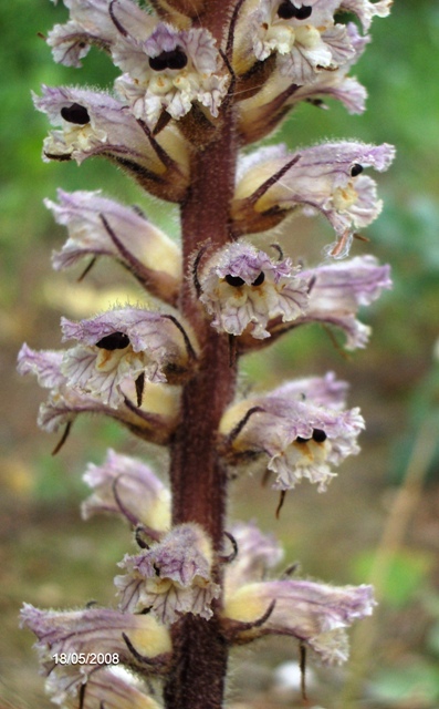 Orobanche picridis / Orobanche della picride